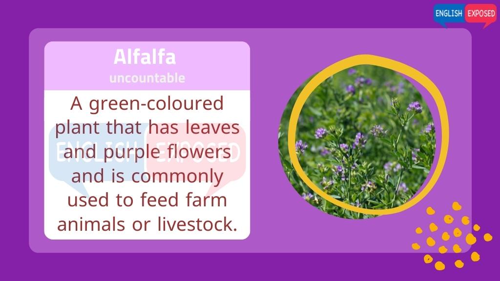 Alfalfa-Foods-That-Start-With-A
