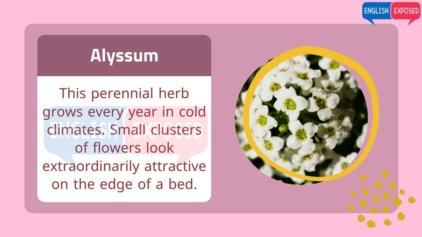 Alyssum-Flower-Names-In-English