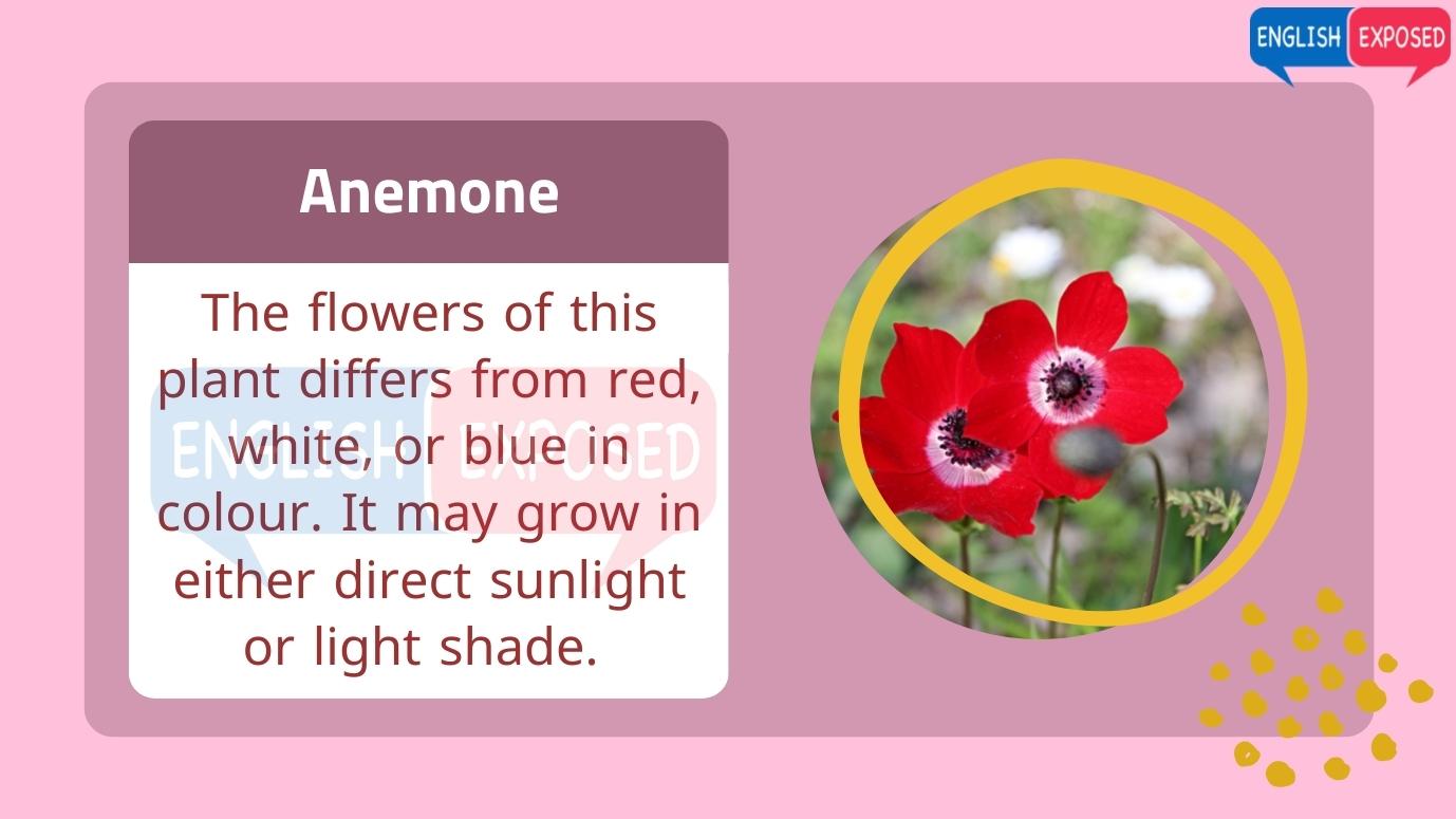 Anemone-Flower-Names-In-English