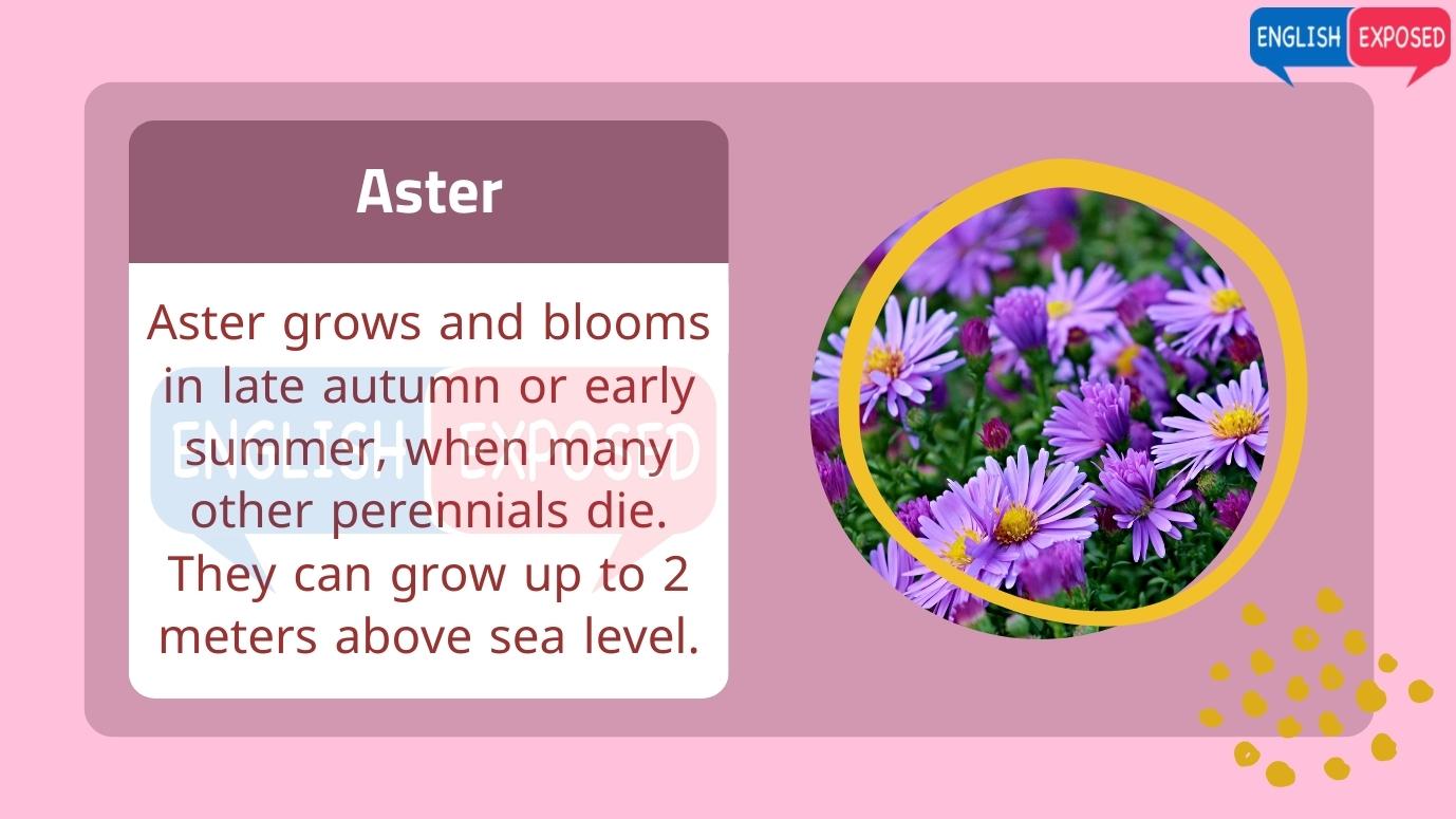 Aster-Flower-Names-In-English