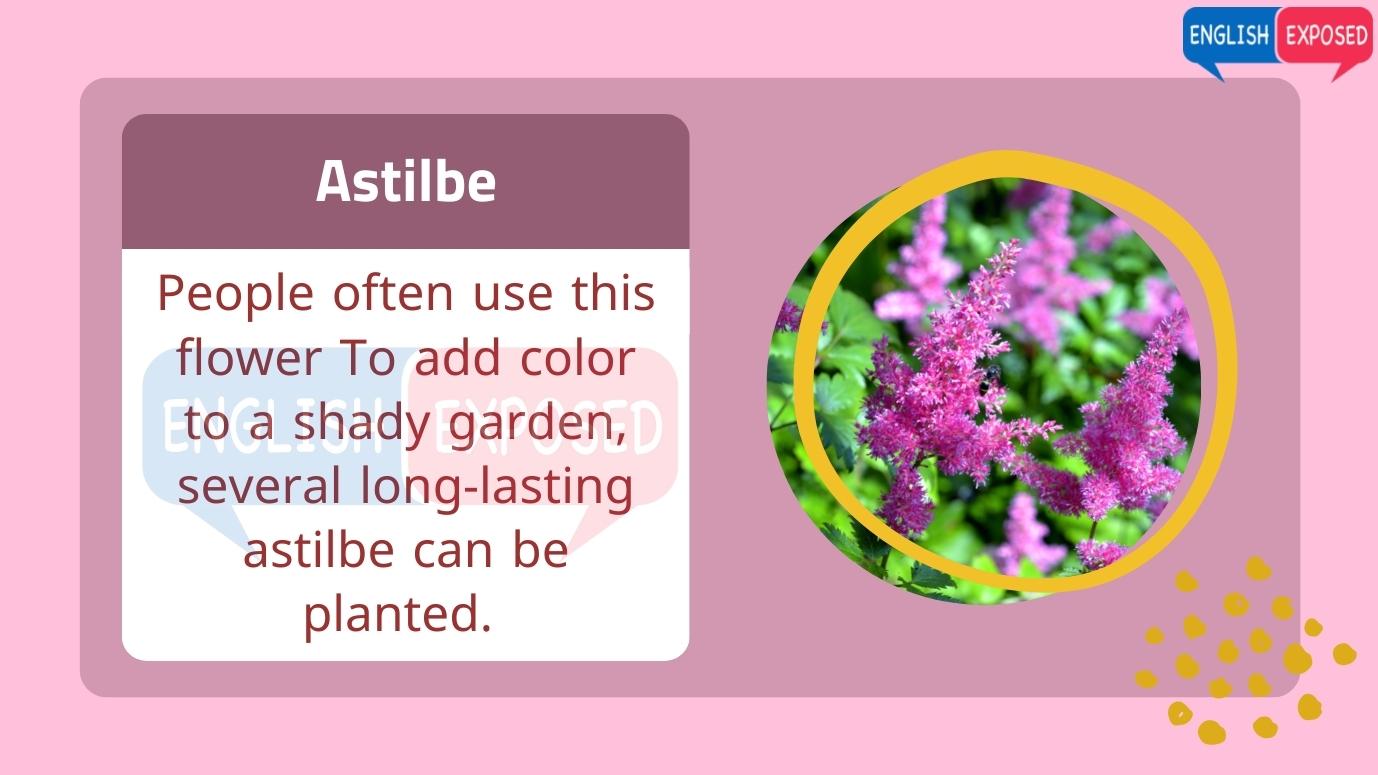 Aster-Flower-Names-In-English