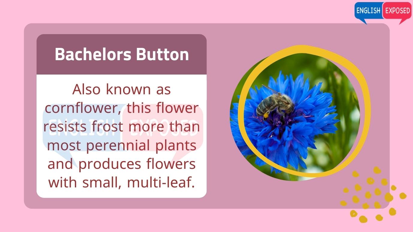 Bachelors-button-Flower-Names-In-English