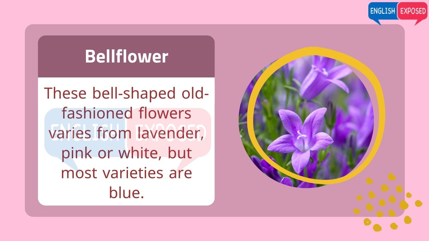 Bellflower-Flower-Names-In-English