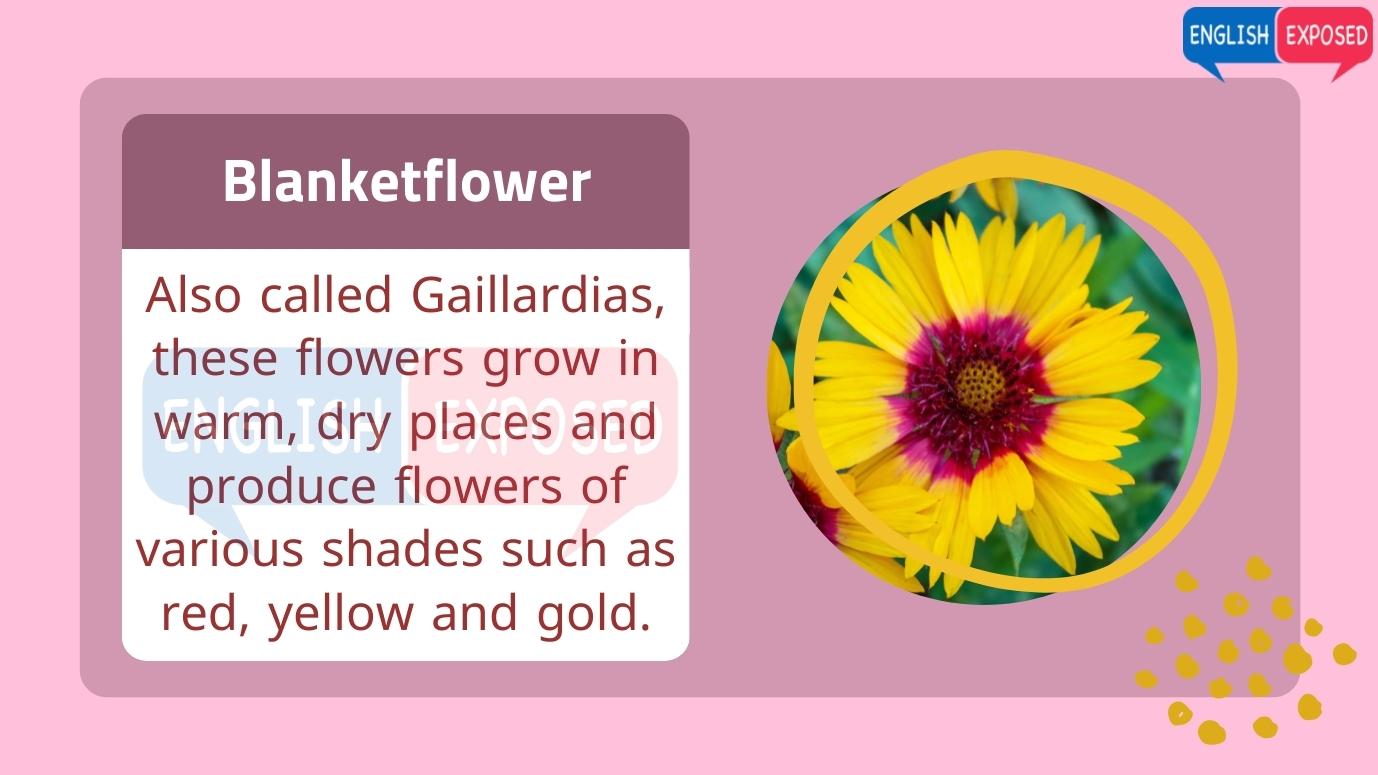 Blanketflower-Flower-Names-In-English