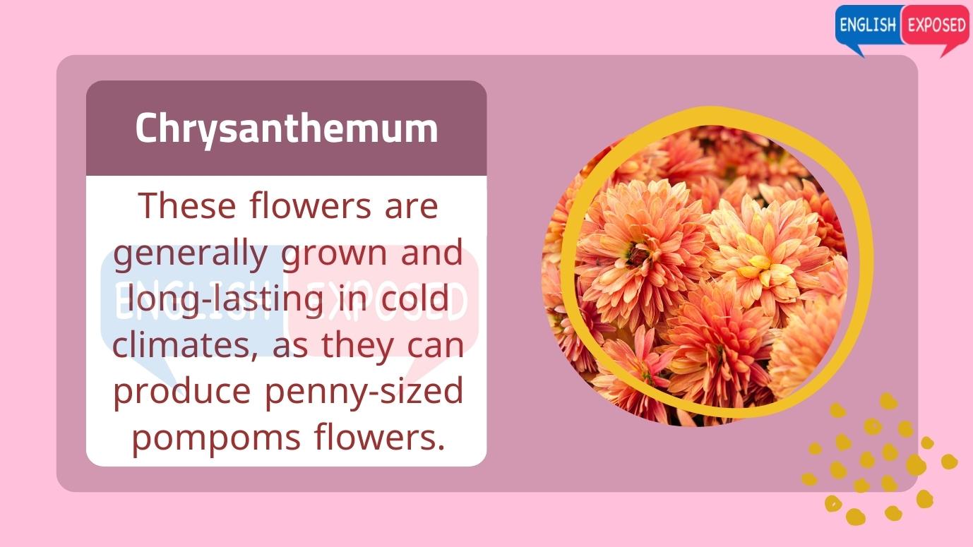 Flower-Names-Chrysanthemum