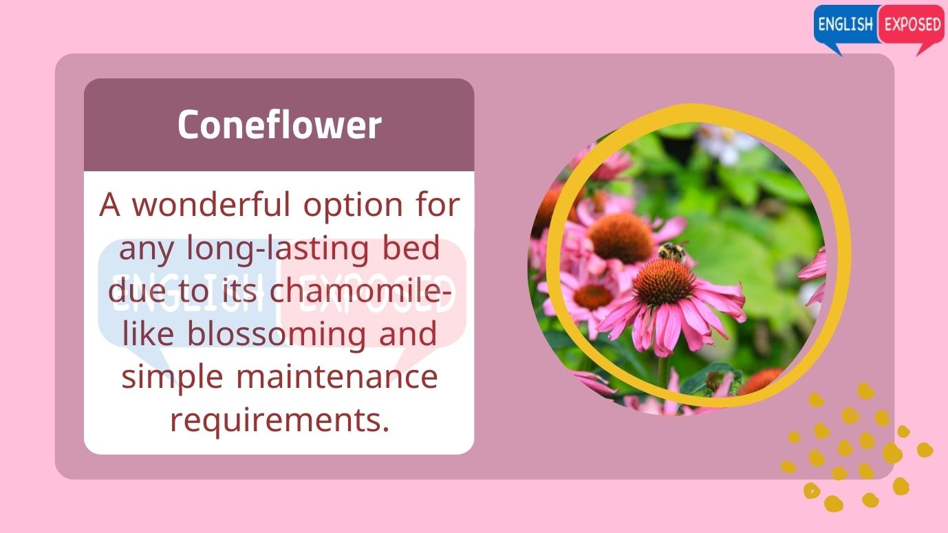 Flower-Names-Coneflower