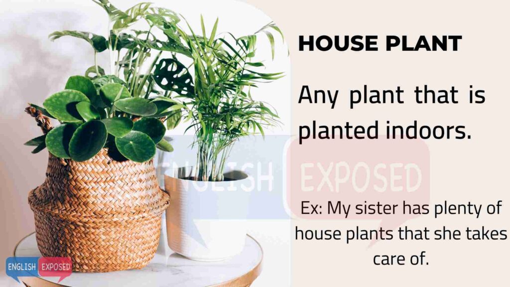 House-Plant-Parts-of-a-House