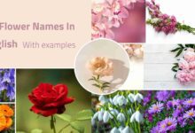 Flower-Names-In-English