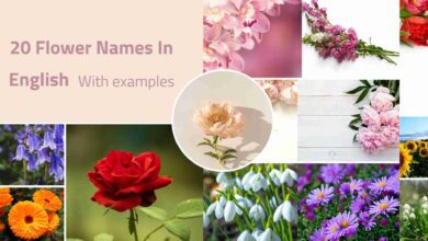 Flower-Names-In-English
